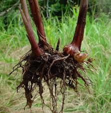 Image result for Cyperus sp. (ex Mariscus sp.no.1)