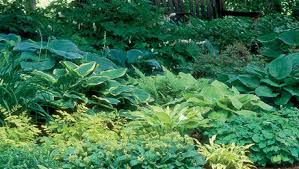 Making good use of every inch in your small yard can be a to me the most important thing when decorating your landscaping with plants is choosing i mentioned that i love hostas and we have a large variety of them with different sized and colored. Designing With Hostas Finegardening
