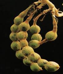 Image result for Habenaria livingstoniana