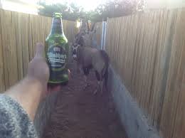 Ever feel like visiting oranjemund but don't know where to stay? Offering The Gemsboks A Beer At My Back Gate In Oranjemund Namibia 1296x968 Oc Imgur