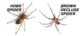 Is there a picture of oropharyngeal cancer on the web somewhere? answered by dr. What S The Difference Between Hobo Spiders And Brown Recluse Spiders