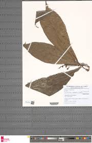 Image result for Argomuellera