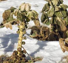 Maybe you would like to learn more about one of these? Brussels Sprouts Problems How To Fix Common Issues In Brussels Sprouts