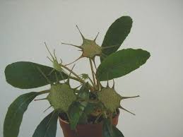 Image result for Dorstenia buchananii