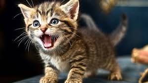‪Meet the All 45 Domestic Cat Breeds – The Funniest Pedigree Cats Ever! -  YouTube‬‏