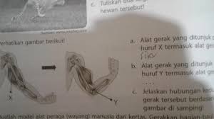 Check spelling or type a new query. Alat Gerak Yang Ditunjuk Oleh Huruf X Dan Y Termasuk Alat Gerak Brainly Co Id