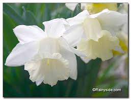 Narcissus Mount Hood Daffodil Daffodils Narcissus Flowers