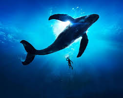 Samsung S8 Whale Wallpaper Samsung Galaxy S8 Wallpapers Samsung S8 Wallpaper Samsung Wallpaper