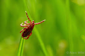 Picaridin is believed to work by actually blocking insects ability to. Repellent Clothing Protects You From Ticks Wired