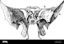 Image result for Sphenoid Bone