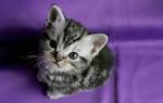 How Much do American Shorthair Kittens Cost ...