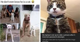 Maybe you would like to learn more about one of these? Caturday Meme Madness Fresh And Purrfect Cat Memes Totally Pawsome Cats