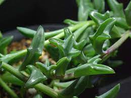 Pin On Senecio