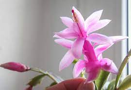 As the character groot, the succulents will be set inside the plant which causes it to appear as though they are become. Gardening 101 Christmas Cactus Gardenista