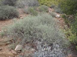 Image result for Pentzia incana