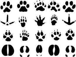 Pin On Cub Scout Ideas