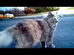15 to 18 inches physical characteristics. Dilute Tortie Unravelling A Magical Coat Color
