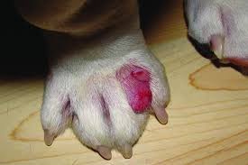 Since our skin isn't fond of having to deal with a painful ingrown hair is certainly no fun. Interdigital Cysts How To Treat Painful Lumps Between Your Dog S Toes