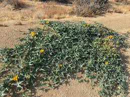 Image result for Acanthosicyos naudinianus