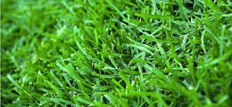 Spray Painting Your Grass Green Is One Way To Avoid Brown Lawn Fees Consumerist