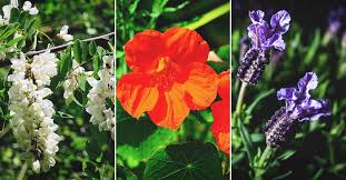Where to buy edible flowers canada. 46 Delightful Edible Flowers That Belong At Your Next Dinner Party
