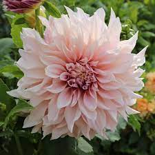Dahlia Cafe Au Lait Longfield Gardens Dahlia Flower Bulb Flowers Longfield Gardens