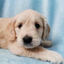 And best of all, he is always in the mood for a good snuggle update: Goldendoodle Rescue 9 Best Places To Look Happy Oodles