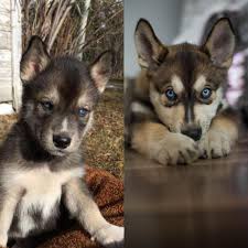 Do Husky Puppies Fur Change Color Through The Thousands Of Images On The Internet With Regards To Do Husky Puppies Husky Colors Husky Puppy Sleeping Puppies