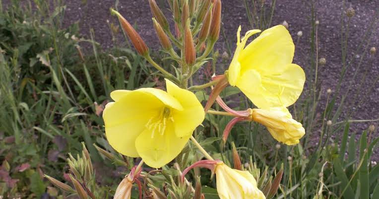 Evening Primrose