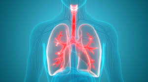 They are roughly conical in shape with a rounded point at their apex and a flatter base where they meet the diaphragm. Trachea Anatomy Function And Treatment