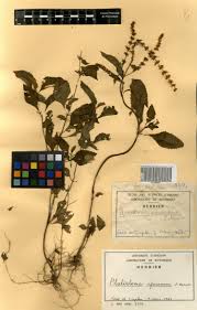 Image result for Platostoma africanum