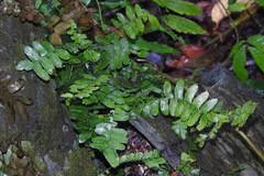 Image result for Arthropteris palisotii