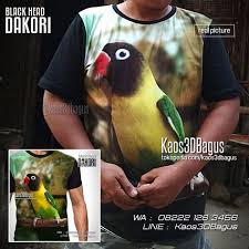 Tidak heran bila kebanyakan orang awan susah membedakan antara lovebird biola dengan josan. 55 Ide Lovebird Burung Burung Cantik Kandang Burung