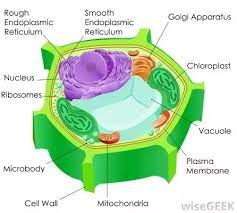 Most of the plant cells are provided with tough rigid cell wall and this is taken as an outstanding point of difference between plant and animal cells. What Does A Plant S Cell Membrane Do Quora