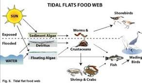 Major Habitats Of Puget Sound Habitats Puget Sound Food Web