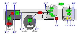 Es handelt sich um eine große und uneinheitliche gruppe von proteinen. Atmungskette Oxidative Phosphorylierung Medizin Wissen