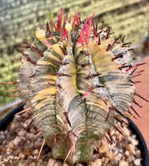 Image result for Euphorbia davyi