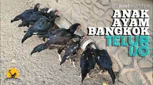 To connect with ternak ayam, sign up for facebook today. Anakan Ayam Bangkok Telur Hijau Bukan Birma Youtube