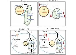 Maybe you would like to learn more about one of these? Mfn2 Is Critical For Brown Adipose Tissue Thermogenic Function The Embo Journal