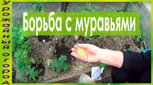 Samyj Luchshij I Prostoj Sposob Borby S Muravyami Youtube