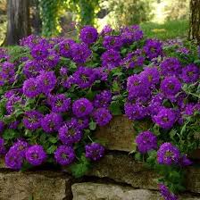 Find perennial flowers, seeds & plants in a variety of colors, textures, forms, and fragrances available at affordable prices from burpee. 15 Best Purple Flowers In Texas In 2021 Purple Plants Purple Flowers Garden Plants