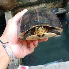 Jual Kura Kura Ambon Batok Kab Bekasi Three Of Tokopedia