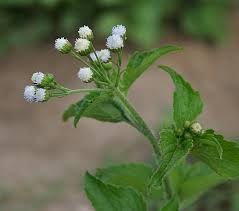 Image result for Ageratum conyzoides