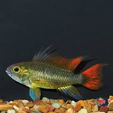 Sexual maturity will take place in about five months from this date. German Gold Ram Expert Only Blueplanet Aquarium Cozumleri