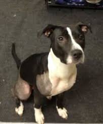 Black And White Pit Bull Boxer Adopt Faith On Petfinder Pitbull Mix Pitbull Boxer Black And White Pitbull
