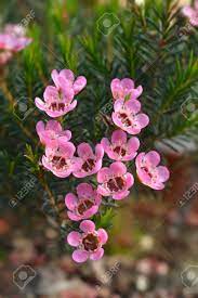 Geraldton Wax Flower Sarahs Delight Latin Name Chamelaucium Stock Photo Picture And Royalty Free Image Image 121296407