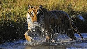 Tiger synonyms, tiger pronunciation, tiger translation, english dictionary definition of tiger. China Siberian Tiger Caught After Attacking Villager News Dw 26 04 2021
