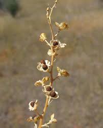 Image result for Tecophilaeaceae