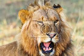 Gros Plan Dun Lion Masculin Qui Rugit Peintures Murales Tableaux La Bouche Ouverte Lechage Fang Myloview Fr Belle phrase avec photo (citation chien). gros plan dun lion masculin qui rugit images myloview