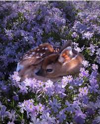 See more ideas about flowers, beautiful flowers, beautiful roses. Nature Flower And Flowers Image 7006285 On Favim Com